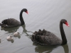 Black Swan