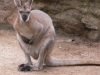 Kangaroo