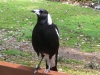 Magpie