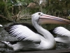 Pelican