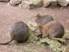 Quokka
